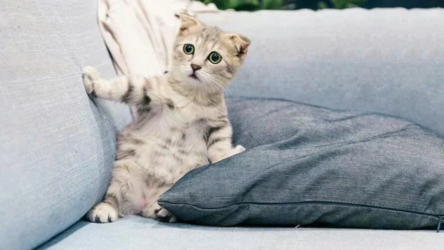 Choisir la meilleure litière autonettoyante pour chaton : taille, sécurité et éléments essentiels pour l’apprentissage