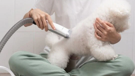 Un aspirateur pour chien est-il vraiment efficace ? - Neakasa