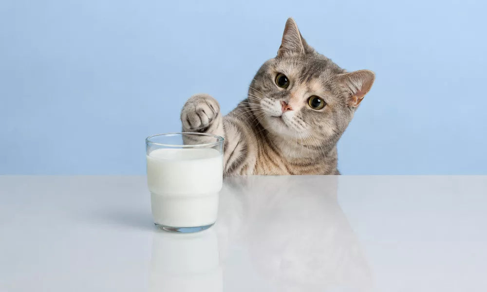 Pourquoi le lait est-il mauvais pour les chats ? Symptômes et plan d’action en 24 heures